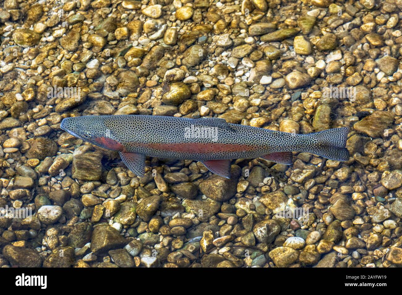 rainbow trout (Oncorhynchus mykiss, Salmo gairdneri), milkner in spawning coloration, Germany, Bavaria Stock Photo