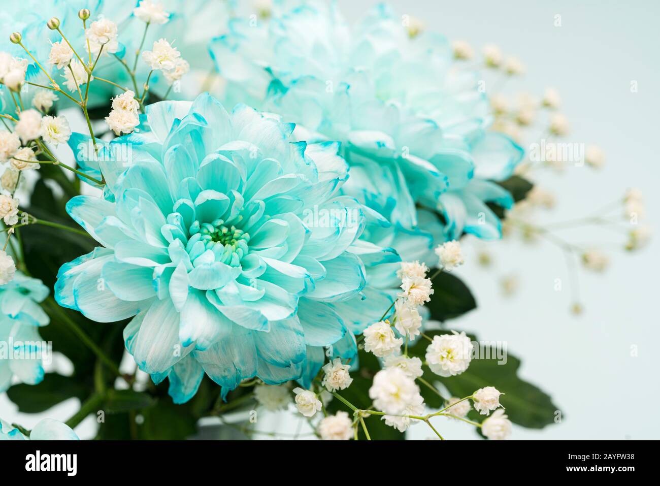 Green chrysanthemums hires stock photography and images Alamy