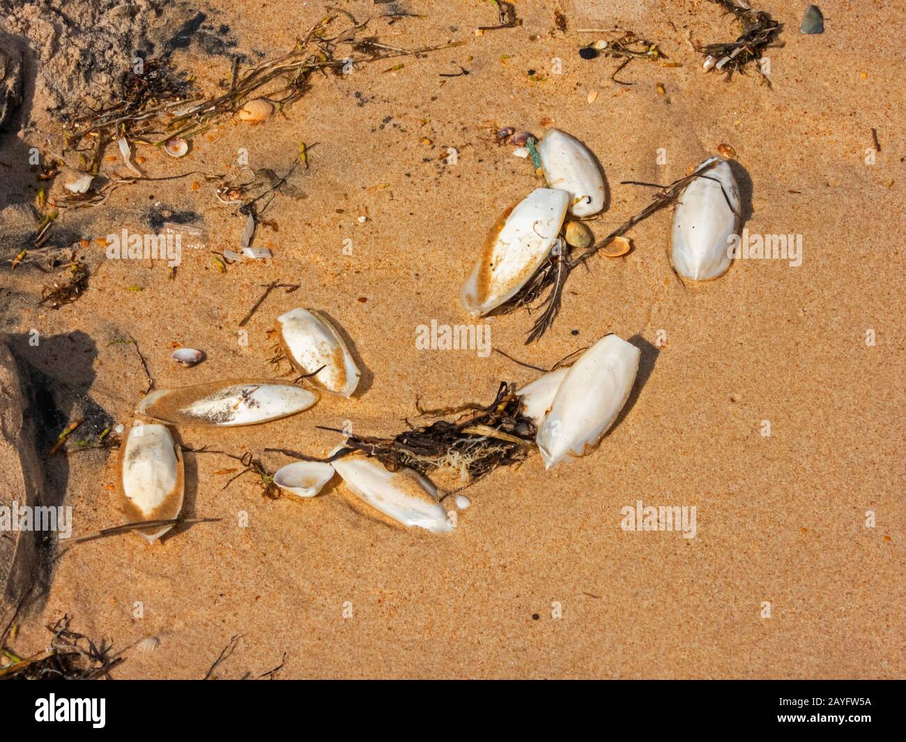 cuttlebones on beach of Matalascanas, Spain, Andalusia, Huelva, Matalascanas Stock Photo