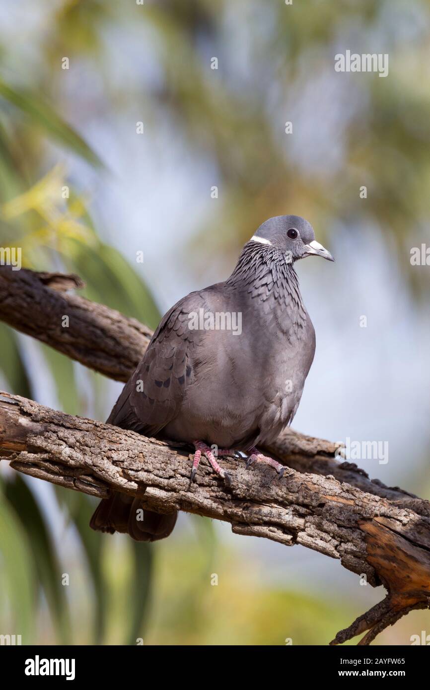 White-collared pigeon Columba albitorques, adult perched in trees, Portuguese Bridge, Ethiopia in February. Stock Photo
