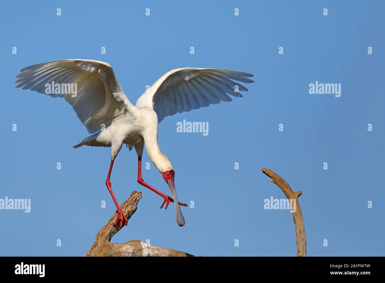 African spoonbill (Platalea alba), stands on a dead tree with wings outstretched, South Africa, Kwazulu-Natal, Mkhuze Game Reserve Stock Photo
