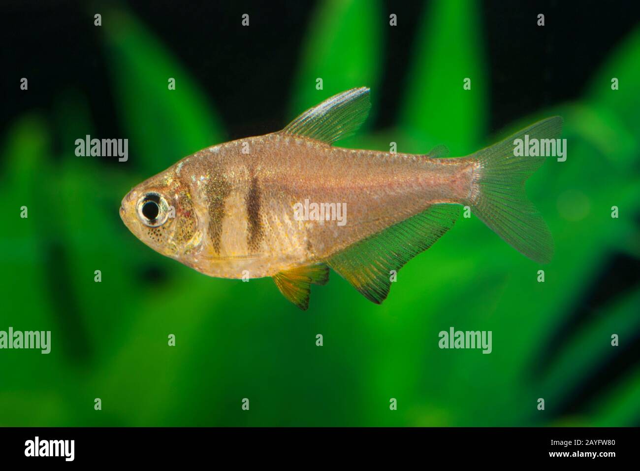 flame tetra (Hyphessobrycon flammeus Zitrone), morph Zitrone, side view Stock Photo