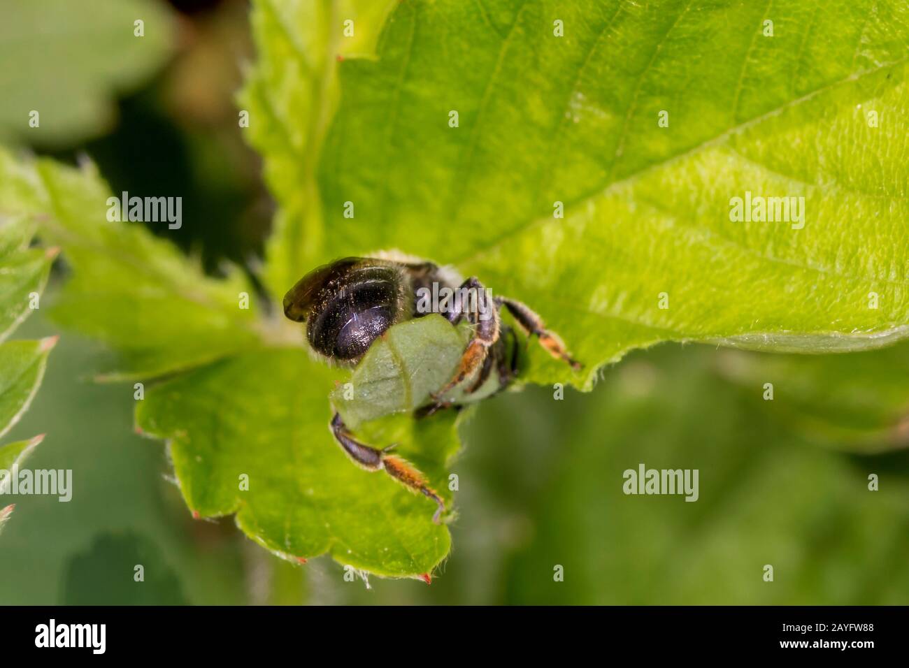 leafcutting bees, leaf-cutter bees (Megachilidae), cuts parts of a leaf, takes piece of leaf, Germany, Bavaria, Niederbayern, Lower Bavaria Stock Photo