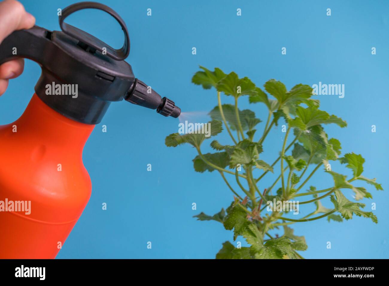 Female hand spraying water on indoor house plant. Home plant. plant ...
