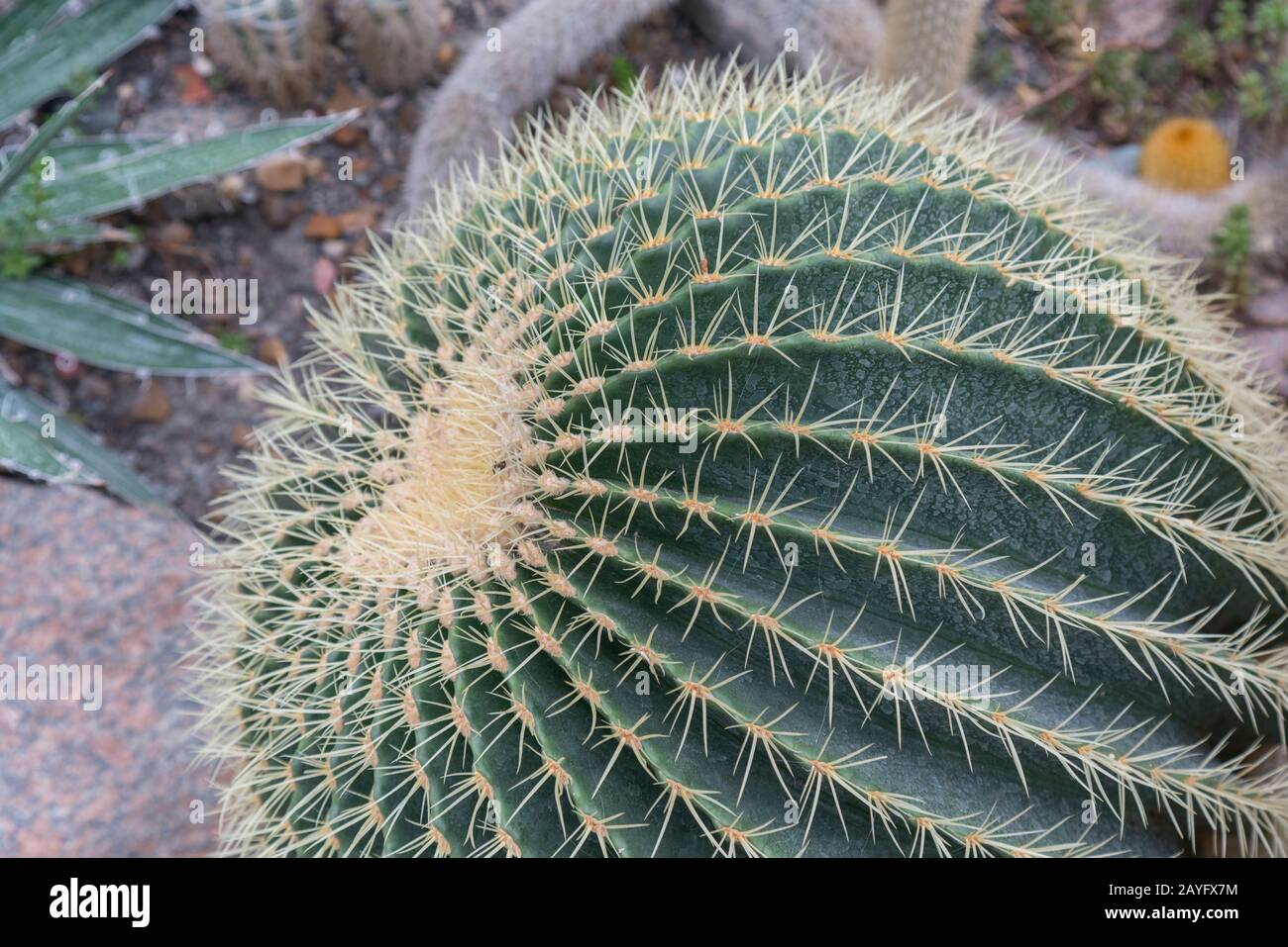 coyote cactus WILE E COYOTE IN CACTUS