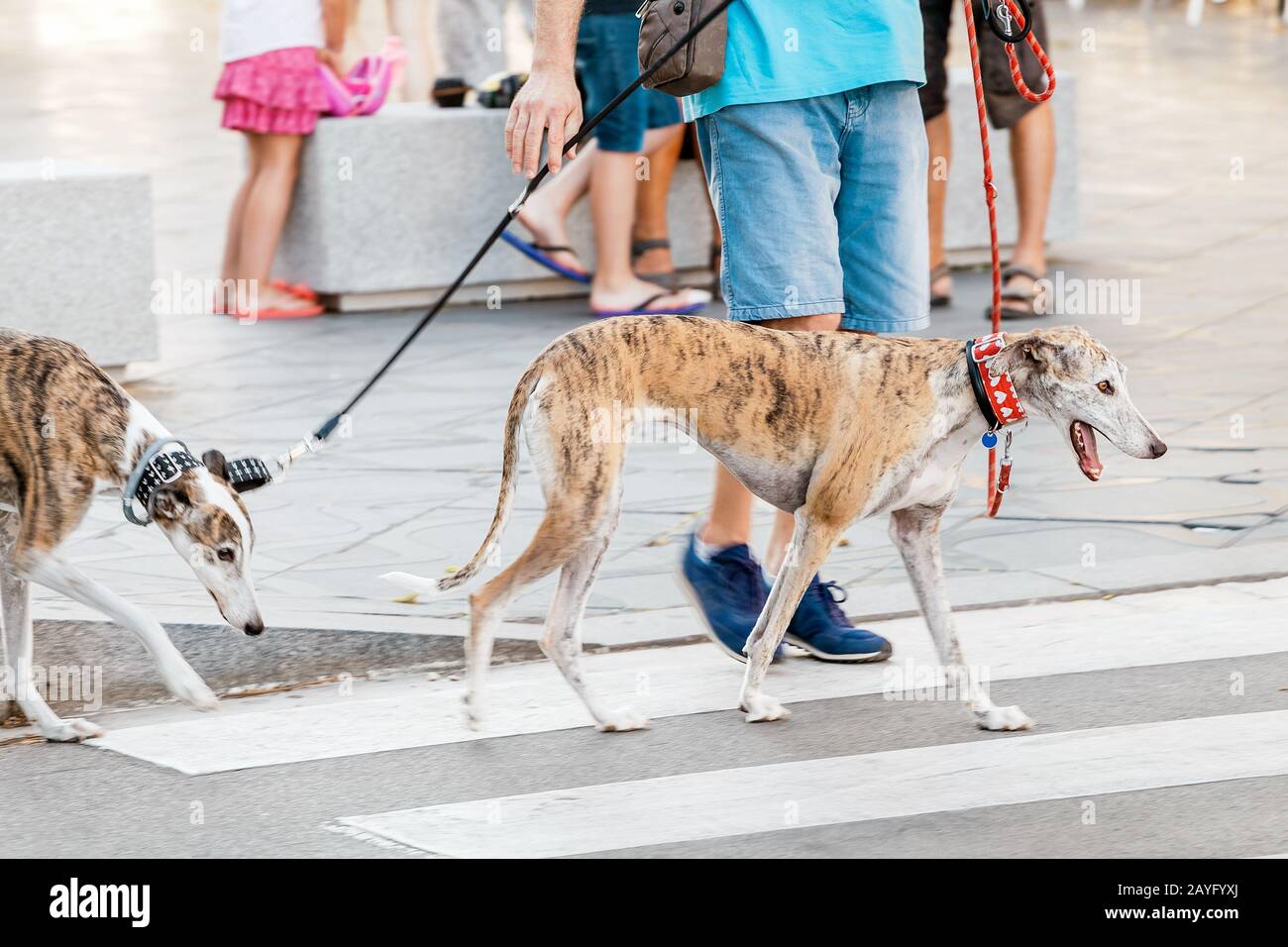 Two greyhound tiger breed dogs whippets with owner walking at the city street Stock Photo
