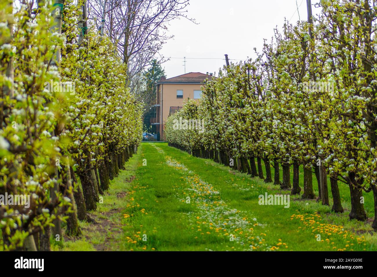 Italian orchard hires stock photography and images Alamy