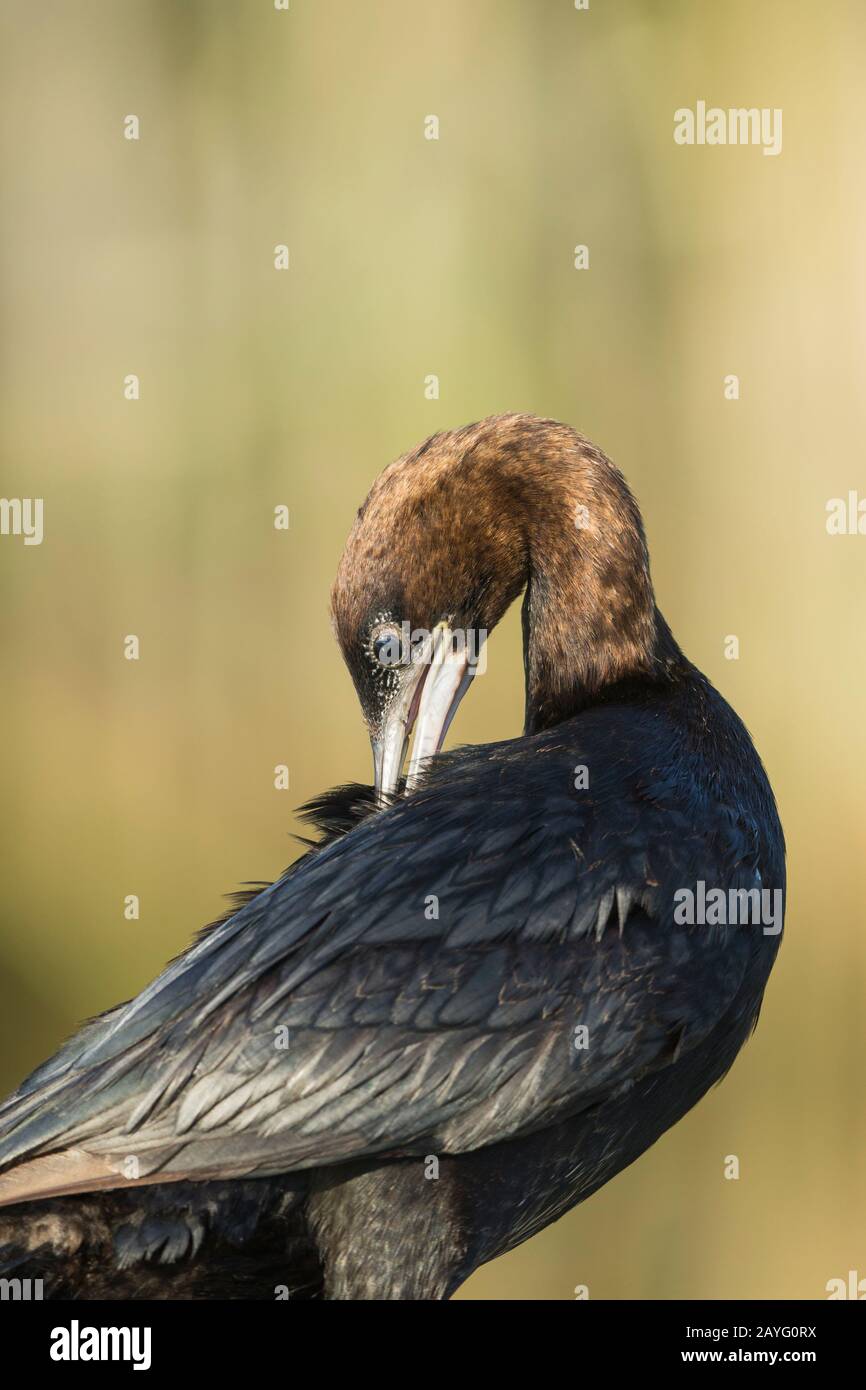 Pygmy cormorant Microcarbo pygmeus, adult, preening, Tiszaalpár, Hungary, July Stock Photo