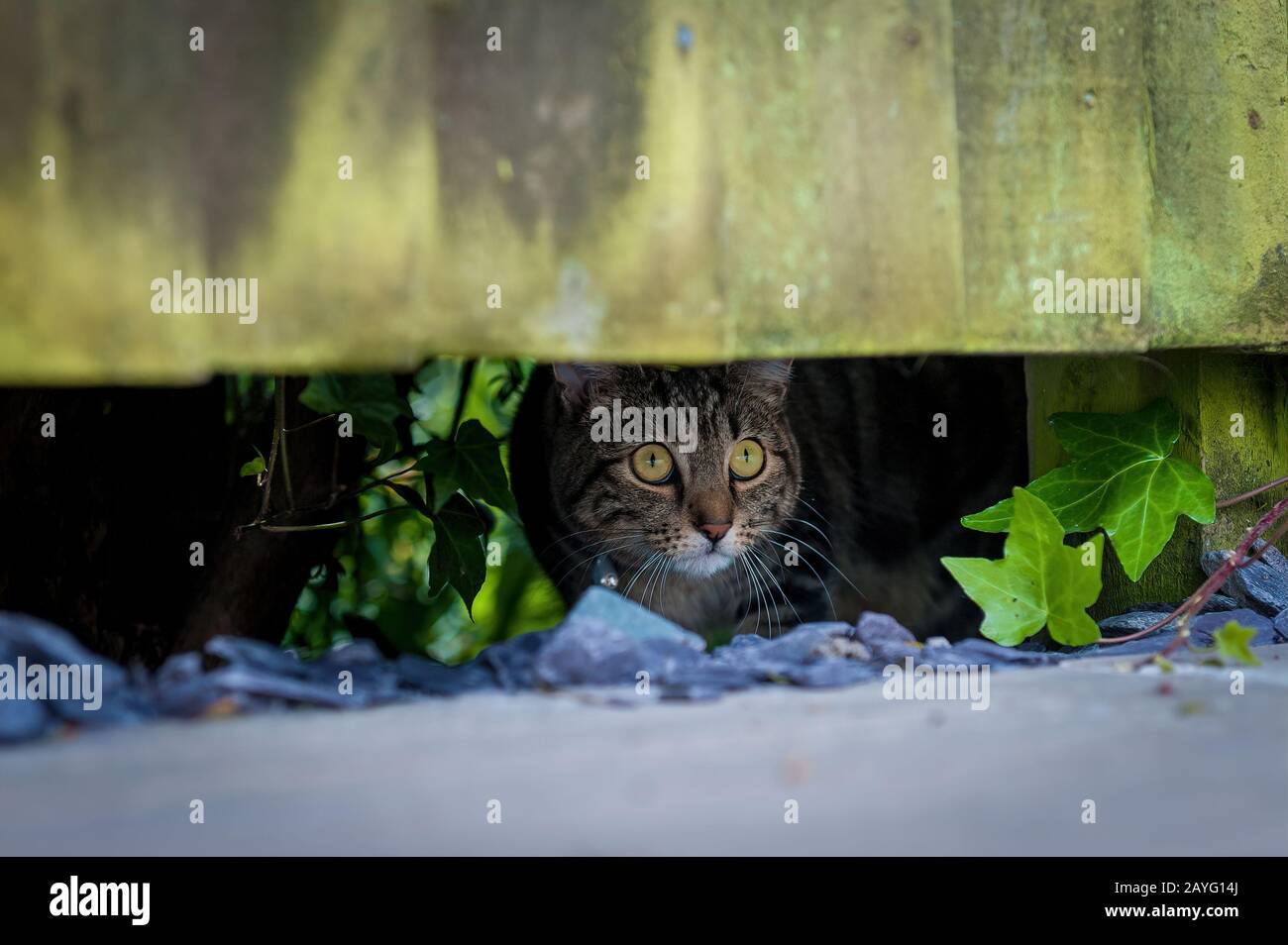Neighbours fence hires stock photography and images Alamy
