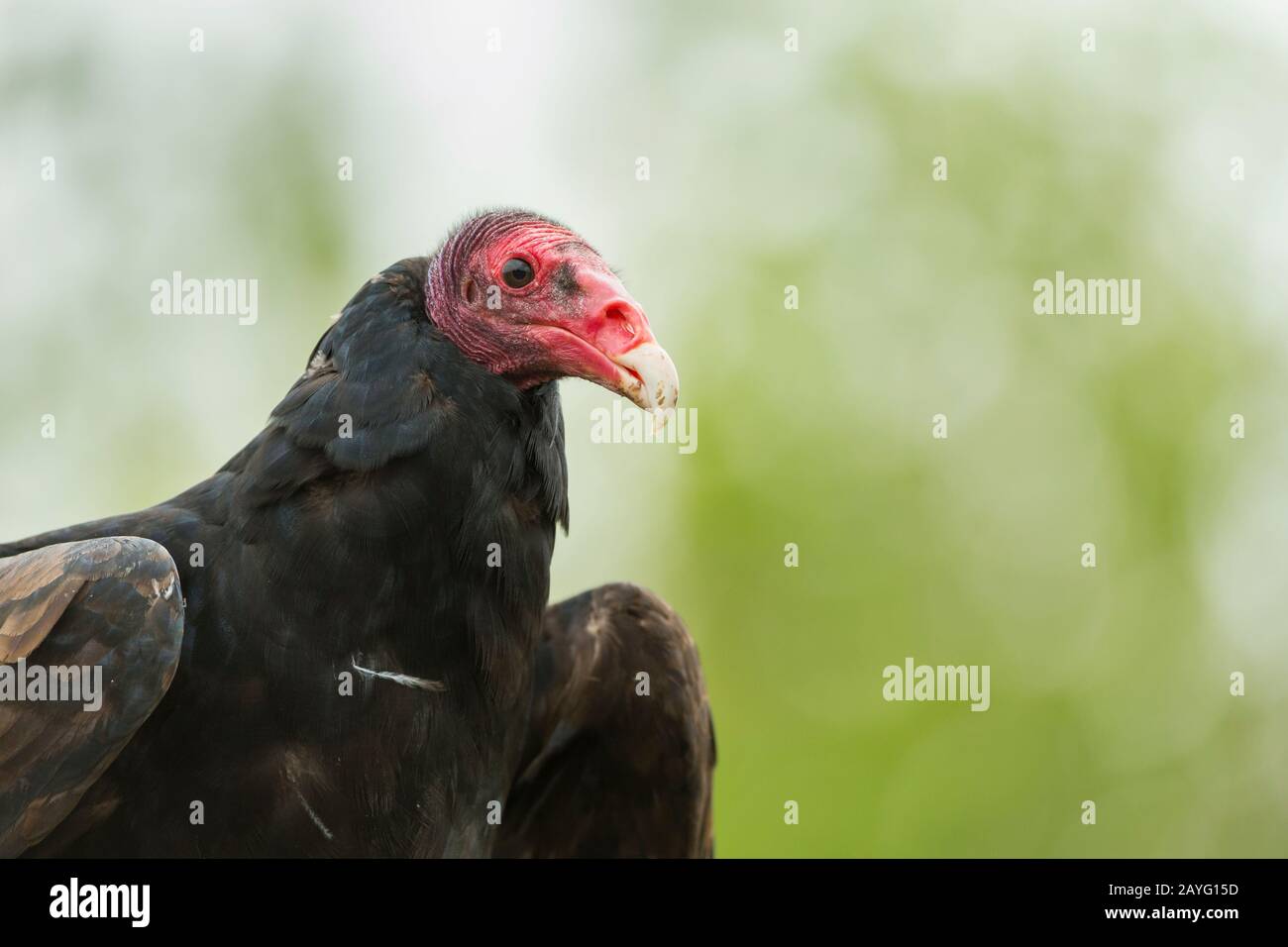 Turkey vulture Cathartes aura (captive), head profile, Hawk Conservancy Trust, Andover, Hampshire, UK, April Stock Photo