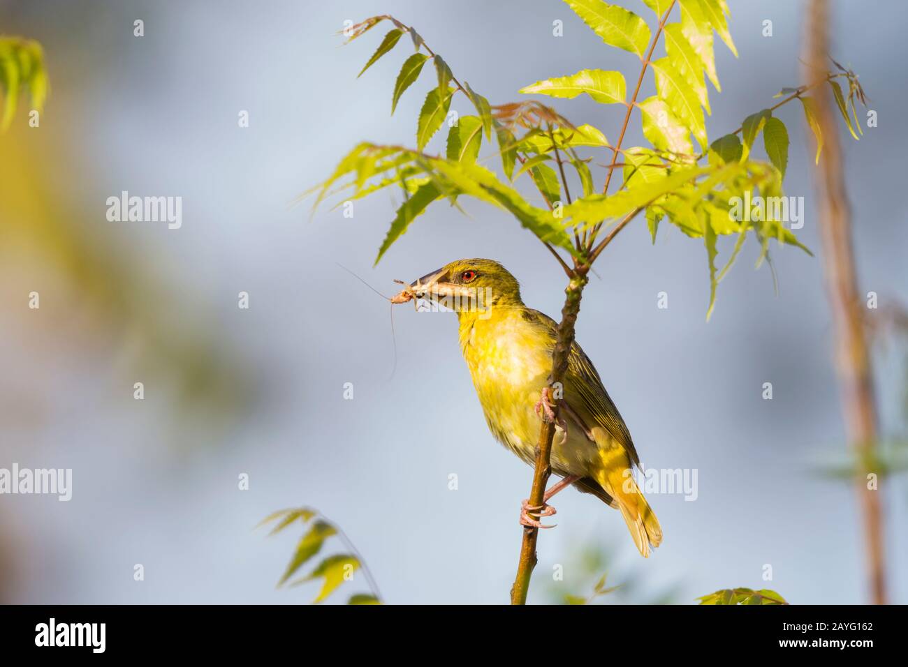 Village weaver Ploceus cucullatus, adult female, perched with food, Tendaba Camp, Kiang West, The Gambia, November Stock Photo