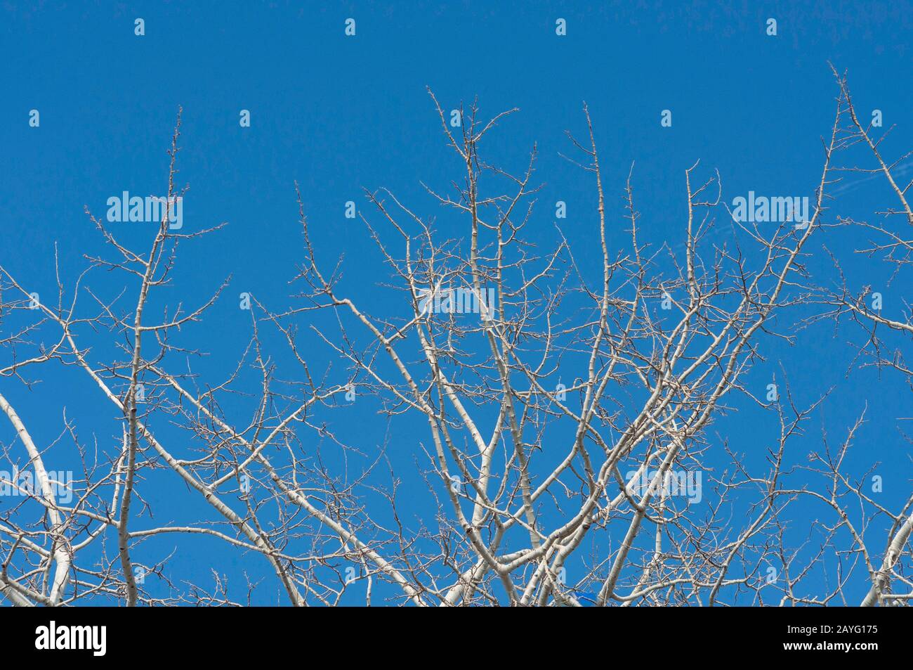 A white tree on blue sunny sky Stock Photo