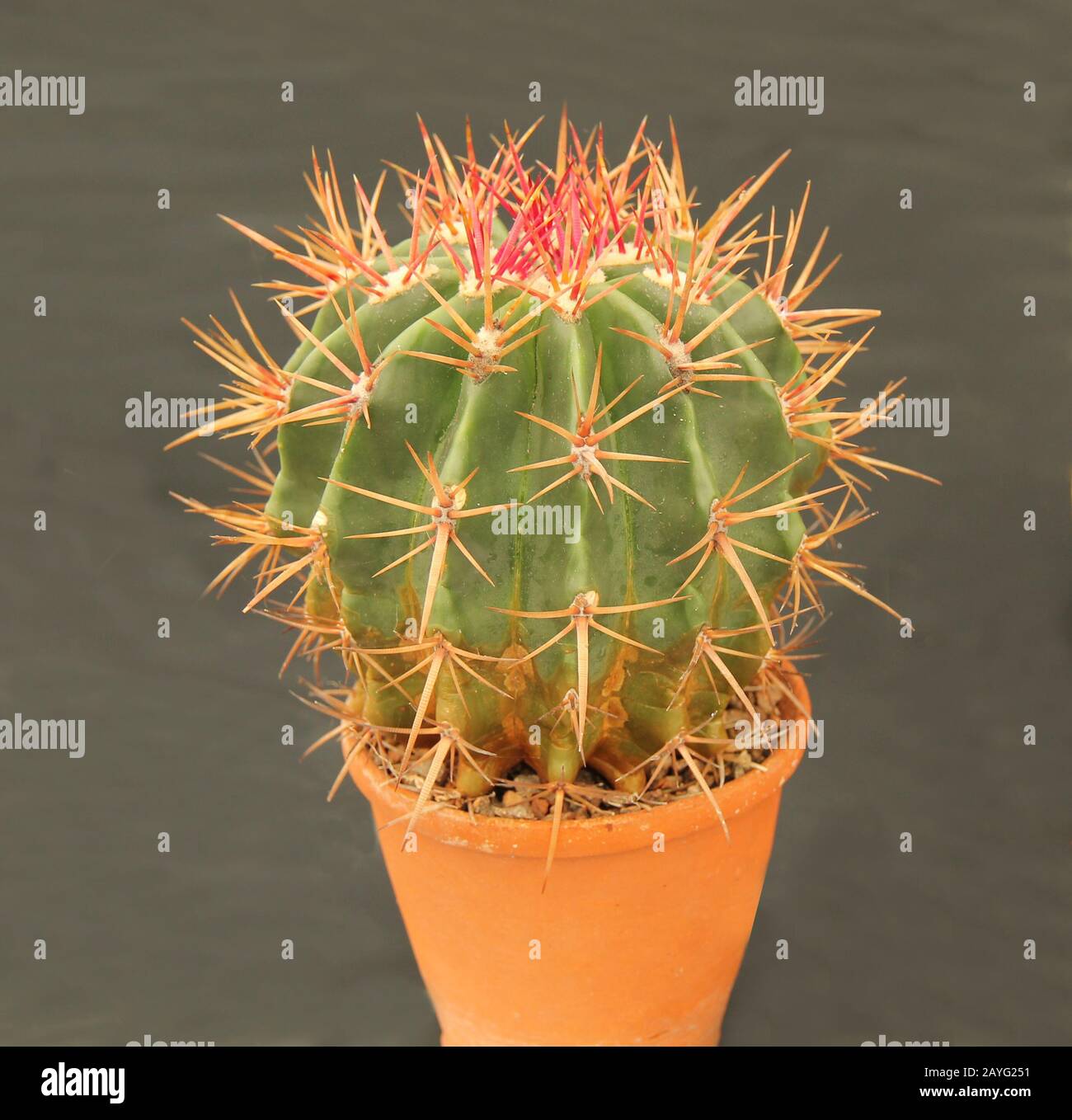 A Cactus Plant with Long Sharp Red Spikes Stock Photo Alamy