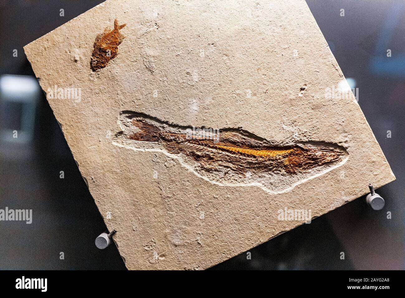 28 JULY 2018, BARCELONA, SPAIN Cosmocaixa museum Fossil of fish Stock