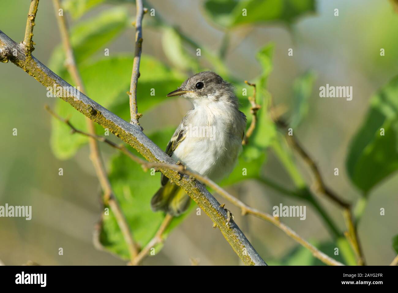 Yellow warbler Dendroica petechia aureola, juvenile, perched in tree