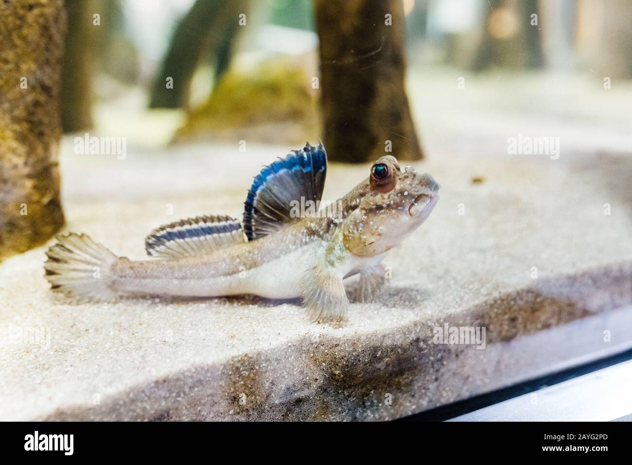 Unusual fish mudskipper or Periophthalmus barbarus in aquarium Stock
