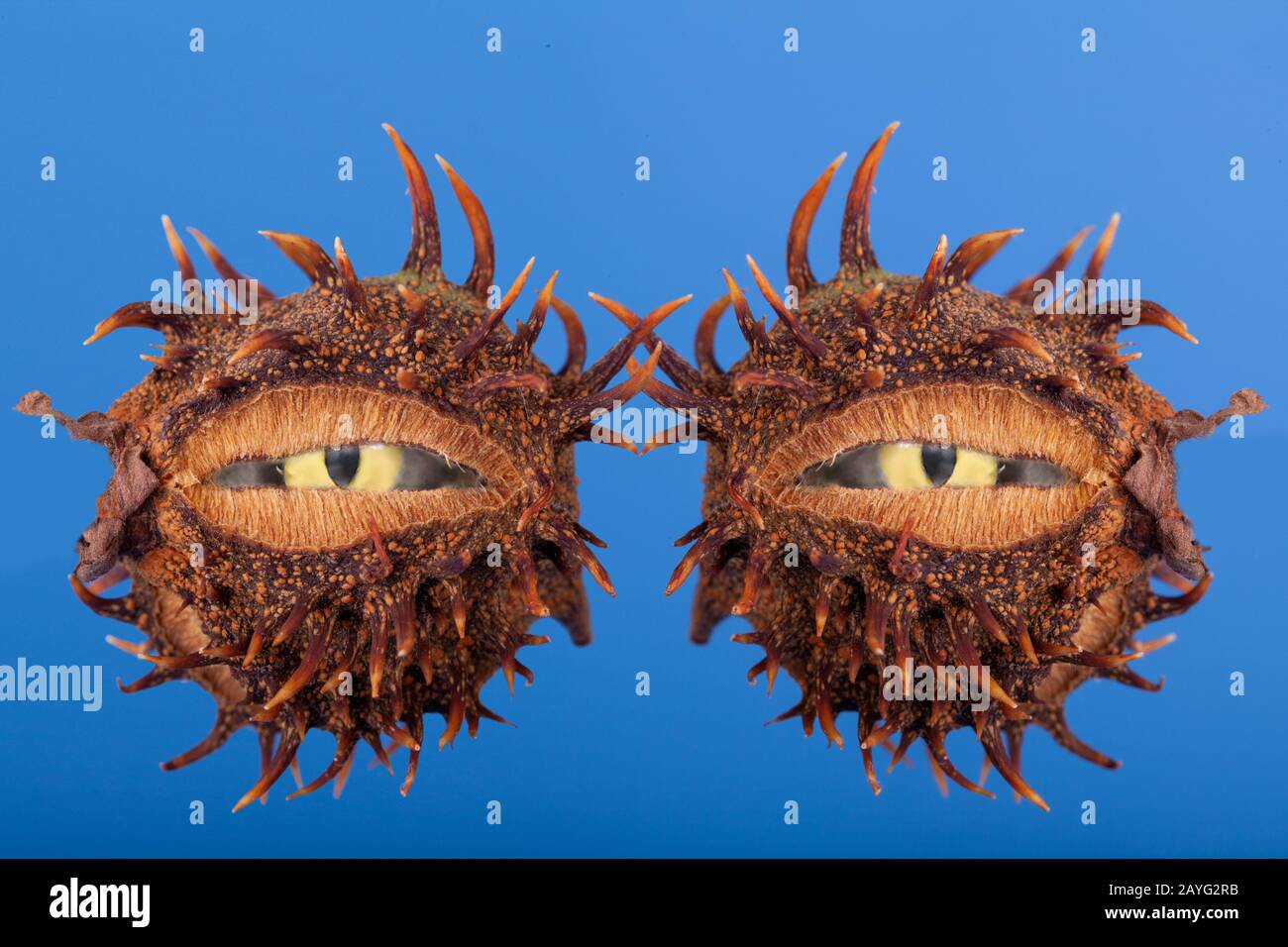 Pair of eyes in two split conkers. Unique scary eyes on a blue background. Nature objects with a human concept Stock Photo