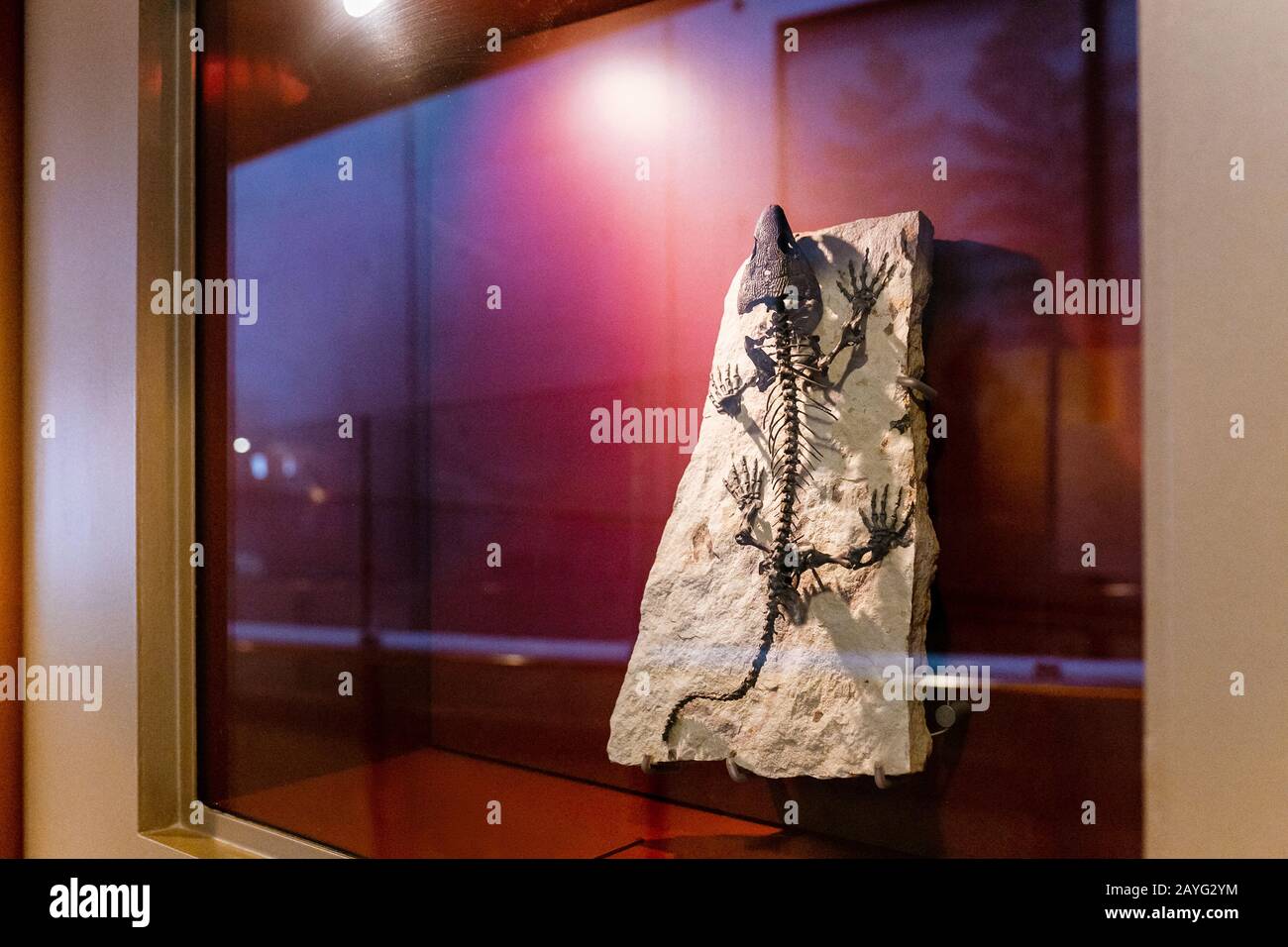 Fossil of prehistoric lizard skeleton on the rock in museum Stock Photo ...