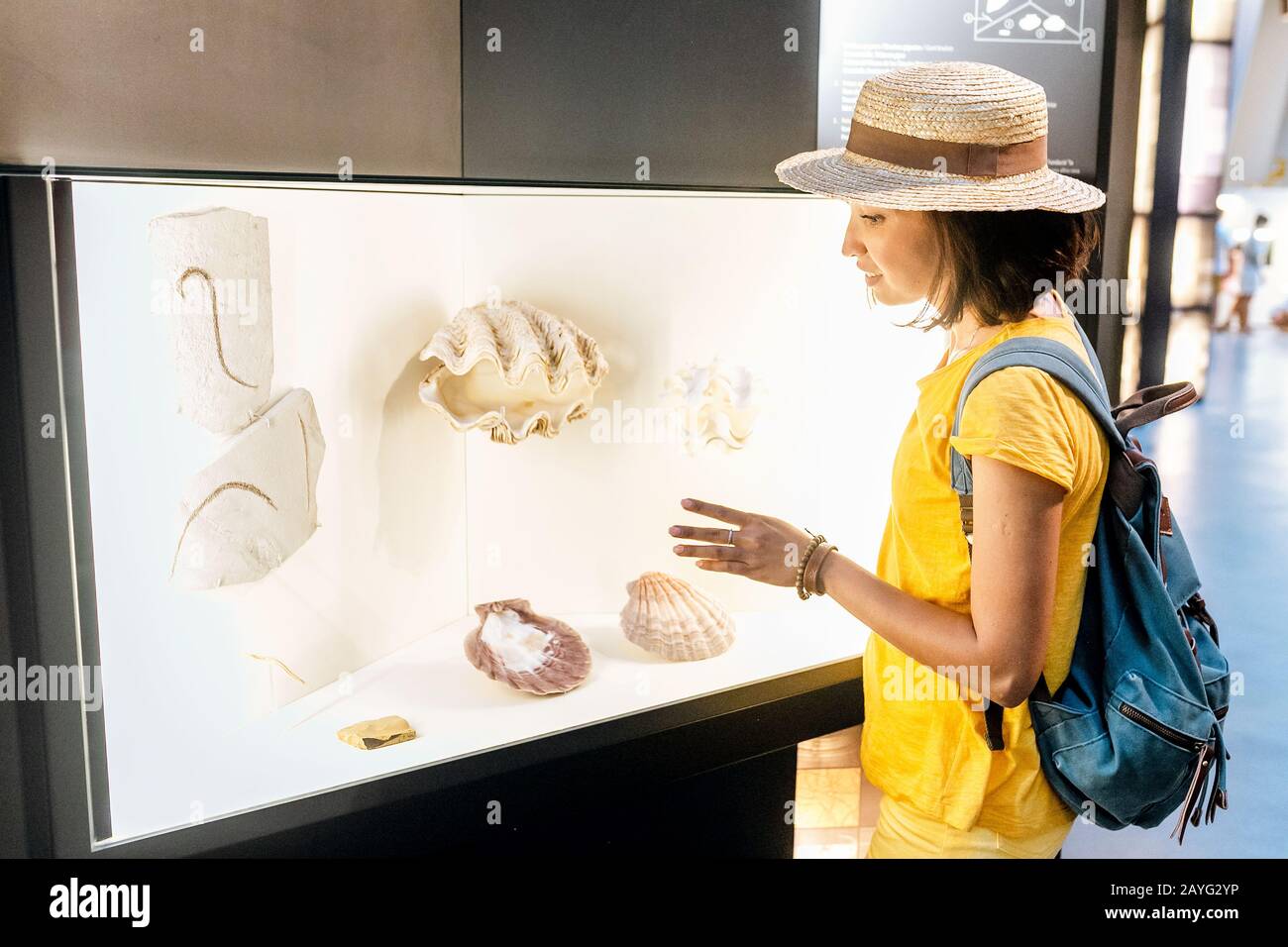 Conch fossil hires stock photography and images Alamy