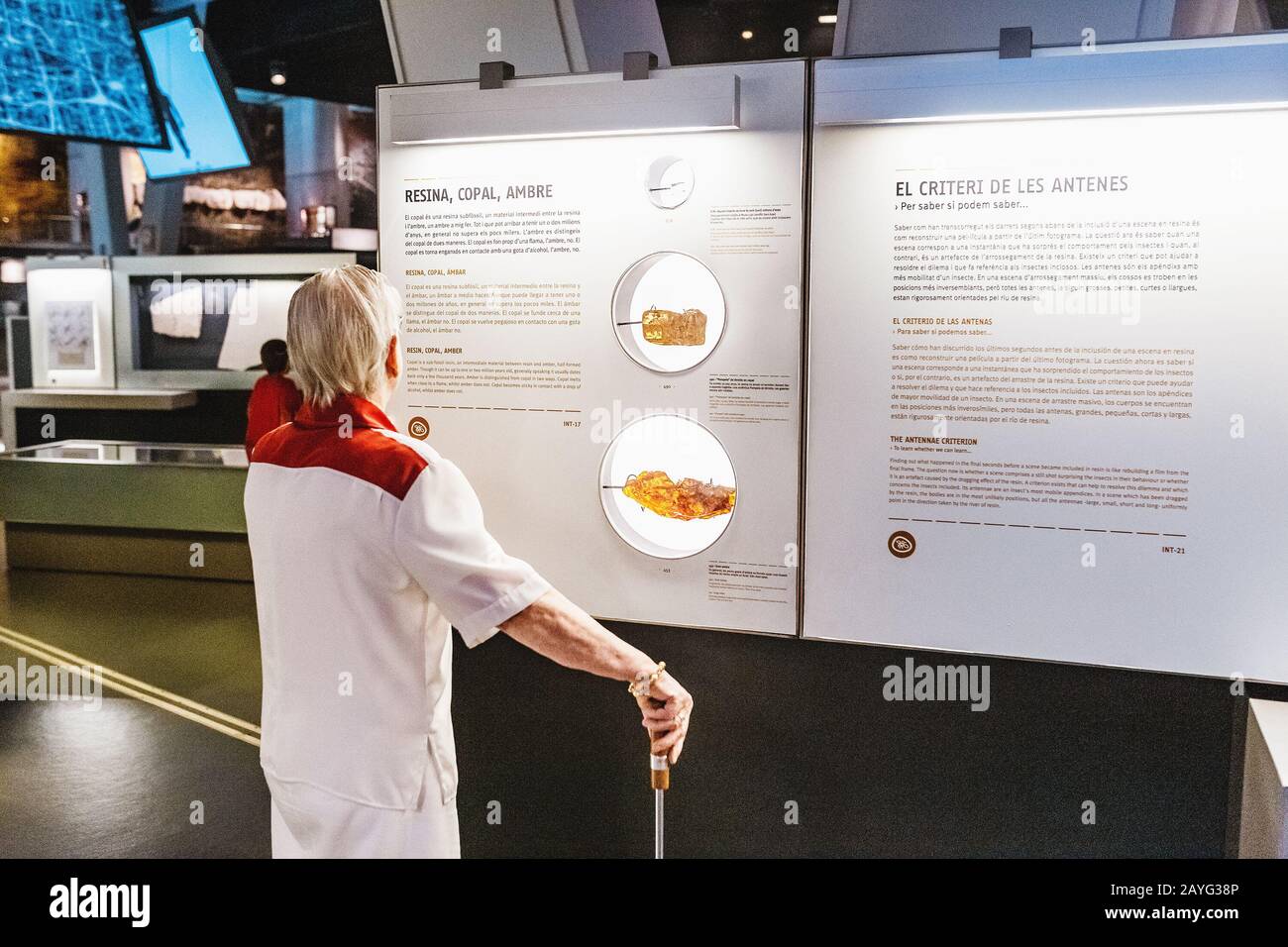 Prehistoric insect in amber hi-res stock photography and images - Alamy