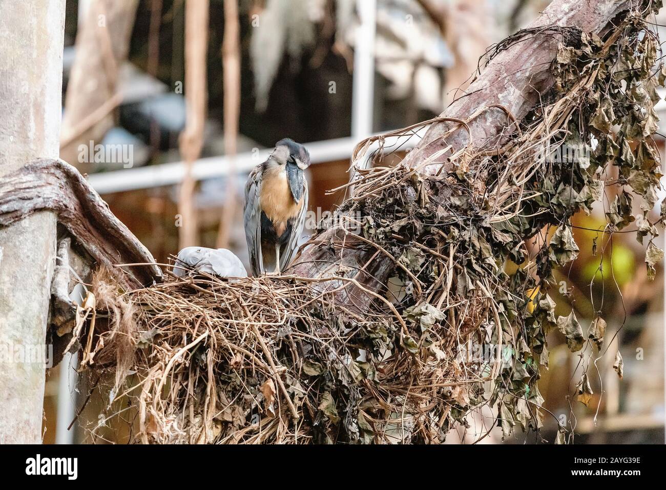 Amazon bird on a nest Stock Photo Alamy