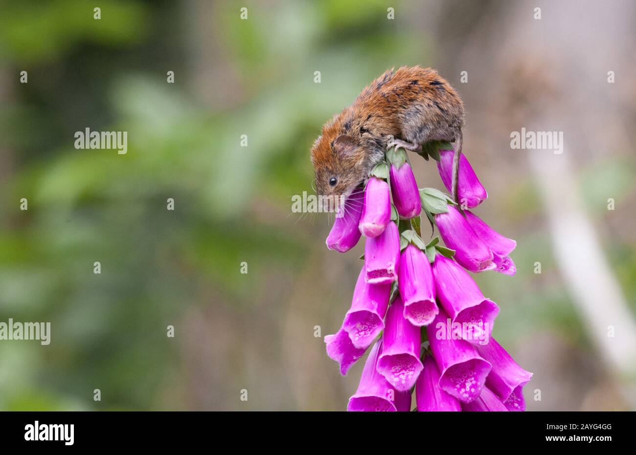 Bank vole perched on foxglove. Stock Photo