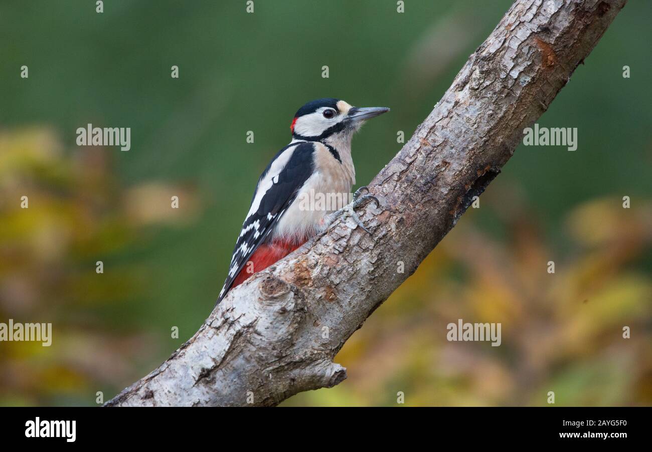 Great spotted woodpecker perched on branch, surrounded by autumn colours. Stock Photo