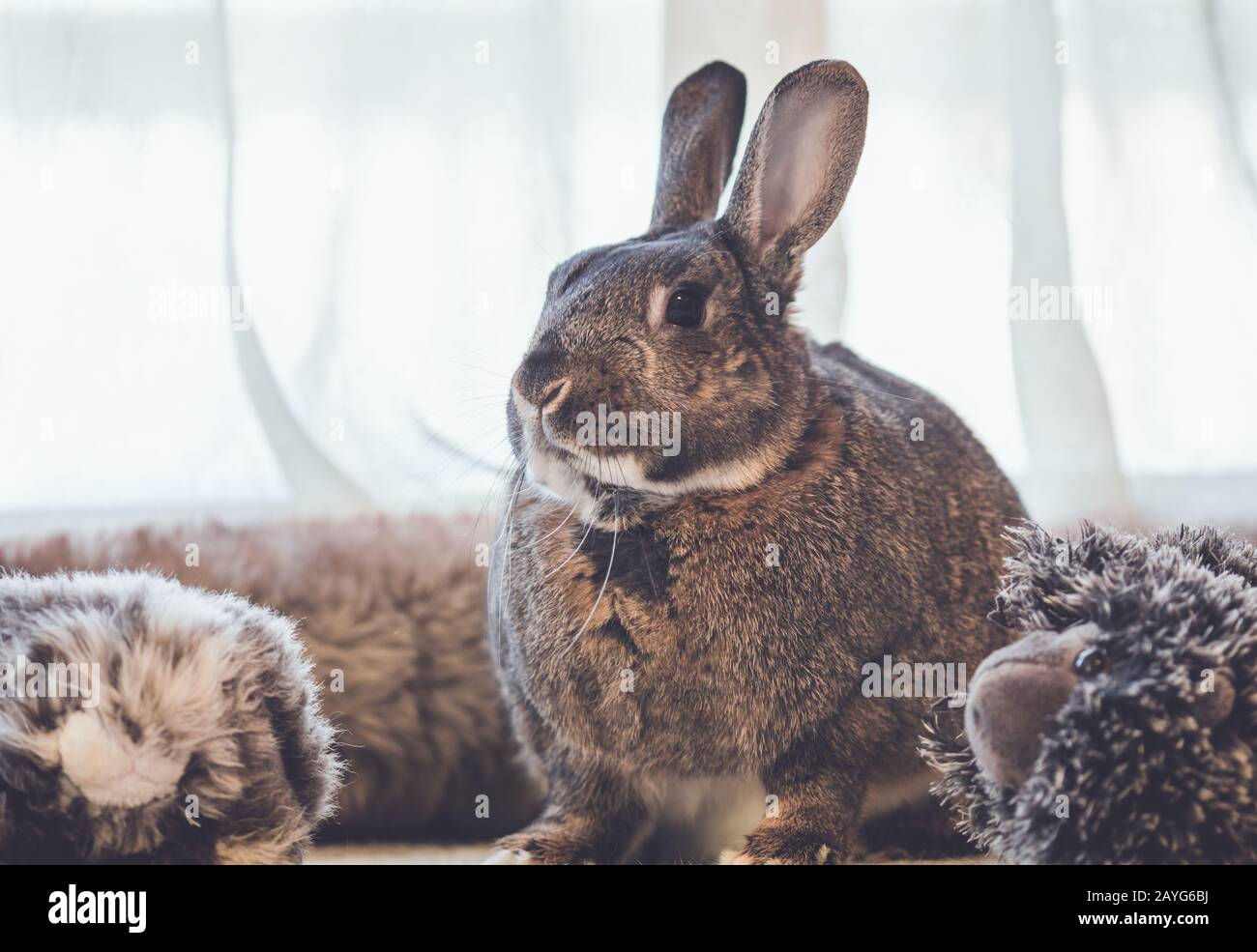 Gray and white bunny rabbit surrounded by plush looking vintage setting ...