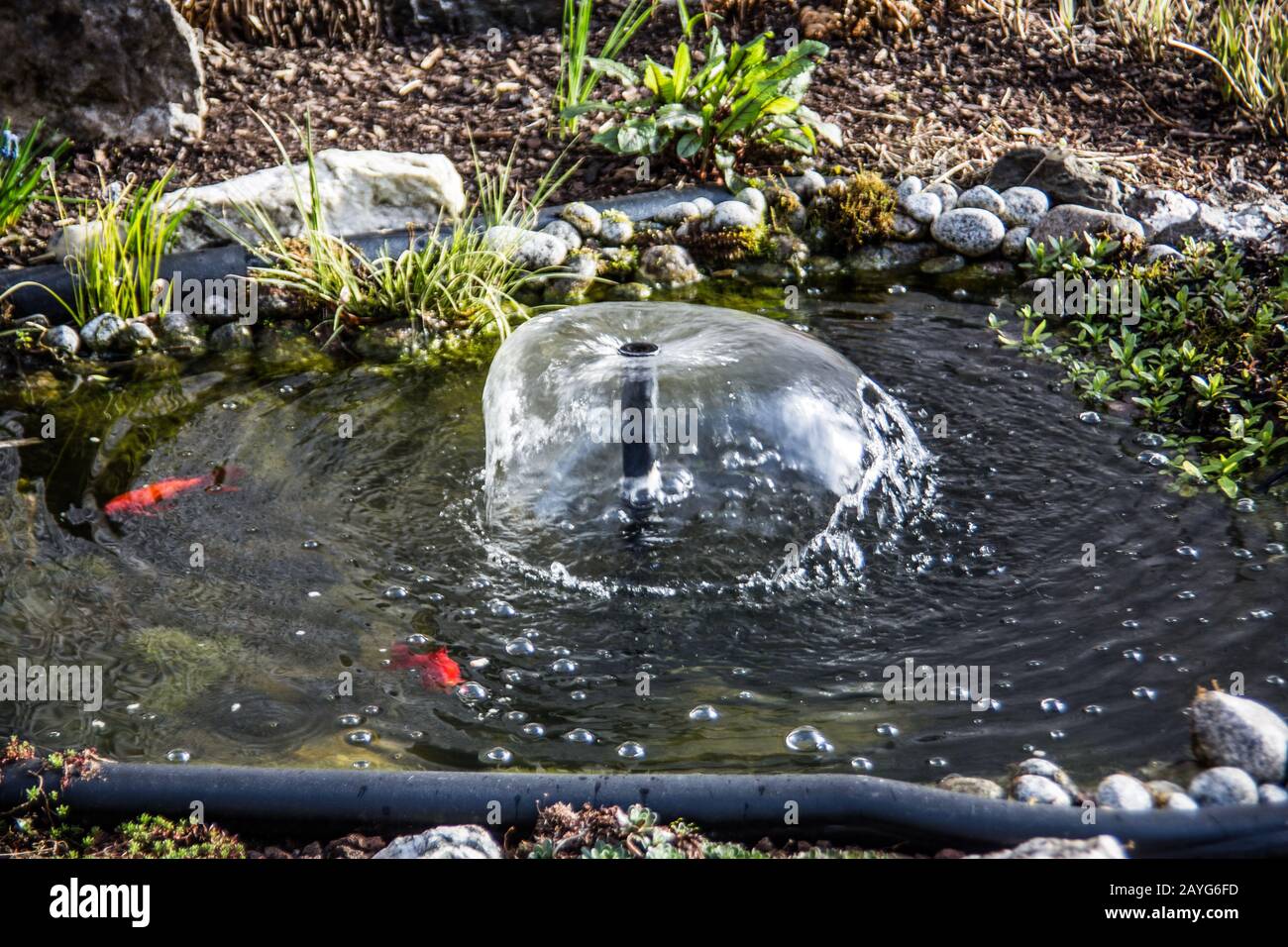 Goldfish pond with fish and water fountain Stock Photo Alamy