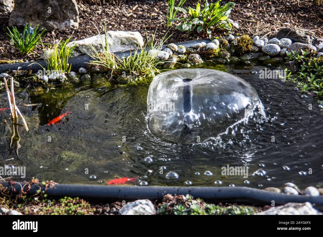 Photo inspiration: Goldfish Pond With Fish And Water Fountain Stock Photo Photo Inspiration