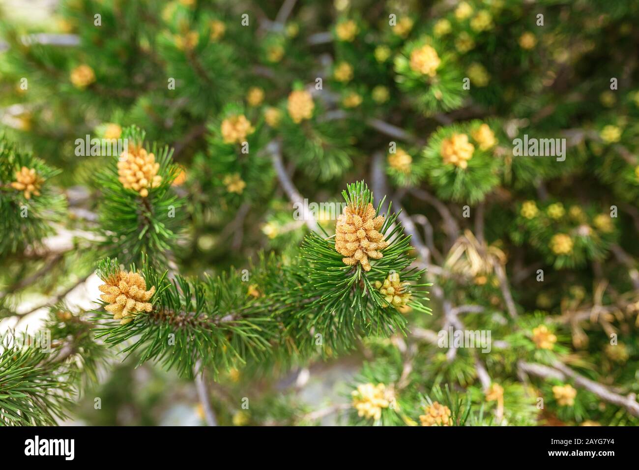 Young shoots of pine in early spring. Stock Photo