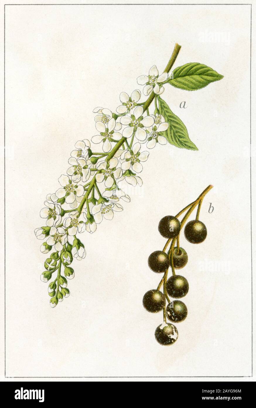 bird cherry Prunus padus Syn. Padus avium, Padus racemosa,  (botany book, 1904) Stock Photo