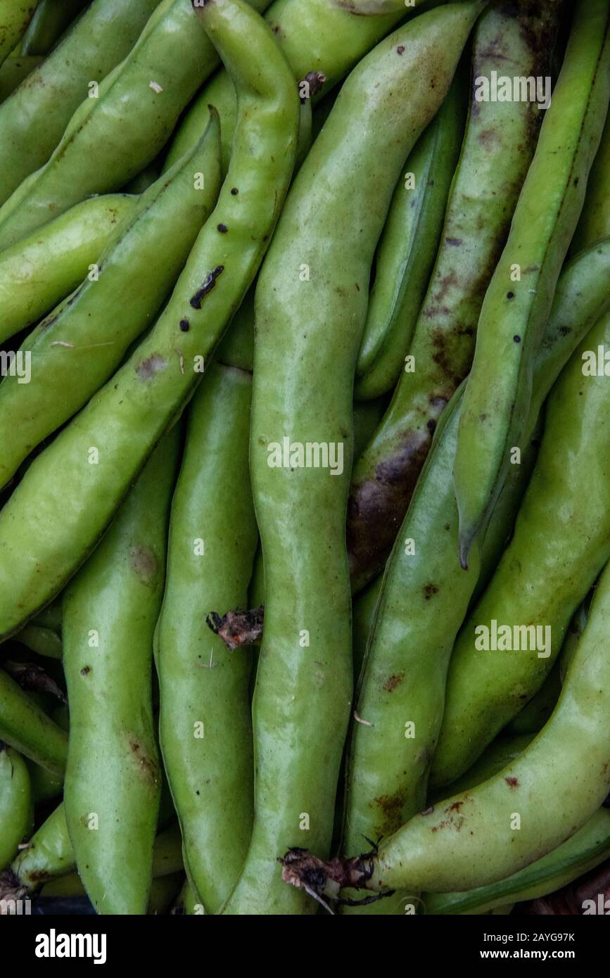 close-up photograph of broad beans forming a pattern and an abstract background or image. Stock Photo