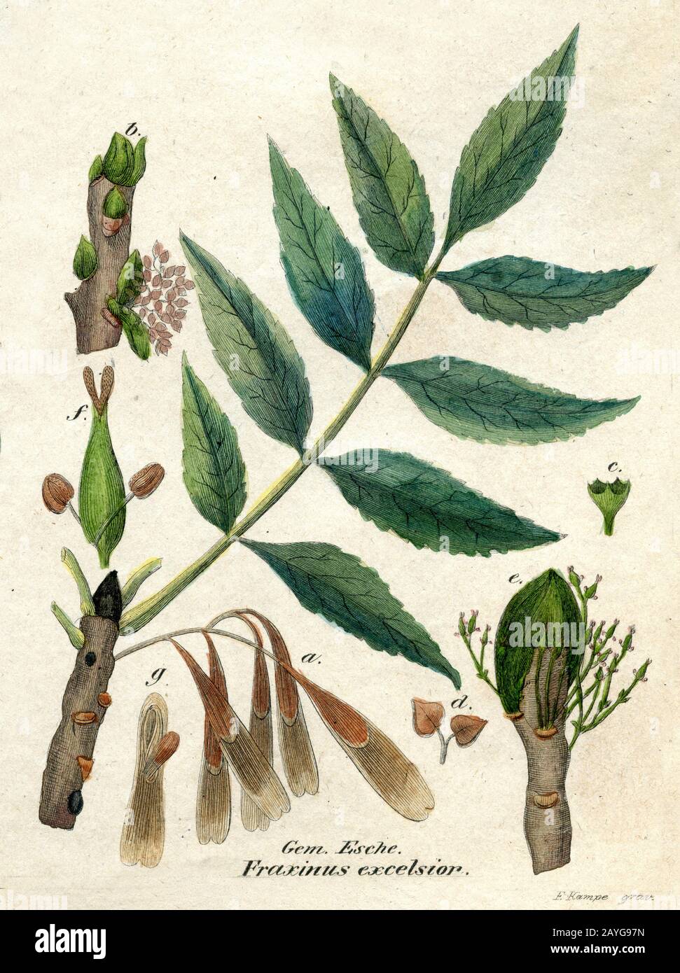 ash;ash Fraxinus excelsior;Fraxinus excelsior, F Kampe (botany book, 1850) Stock Photo