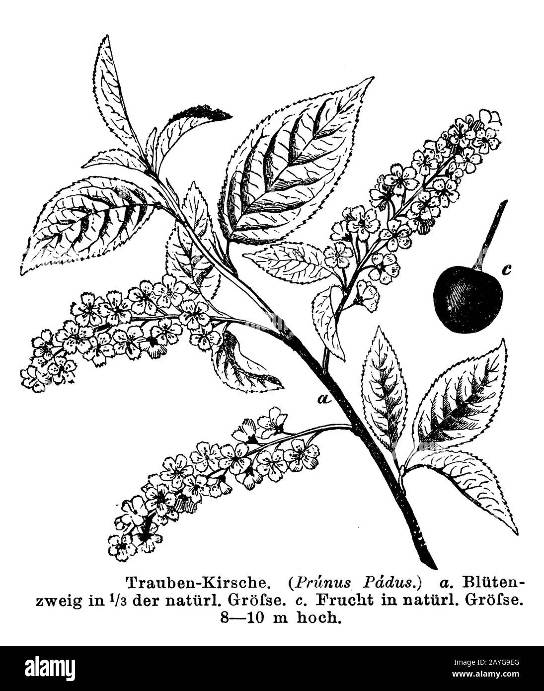 bird cherry, Prunus padus Syn. Padus avium, Padus racemosa, anonym (botany book, 1884) Stock Photo