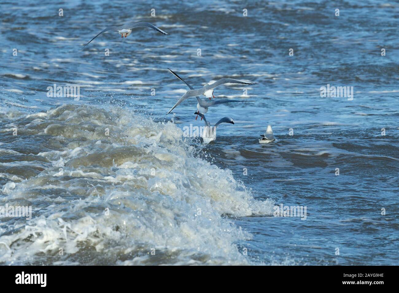 Black-headed gull Chroicocephalus ridibundus, in flight over rough surf, Aberystwyth, Dyfed, Wales, UK, December Stock Photo