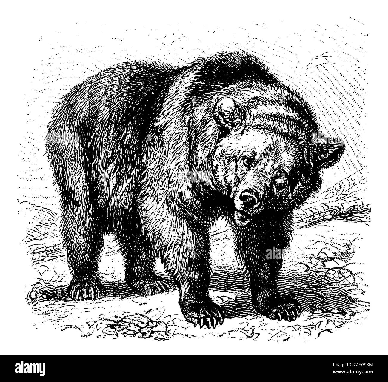 brown bear, Ursus arctos,  (encyclopedia, 1889) Stock Photo