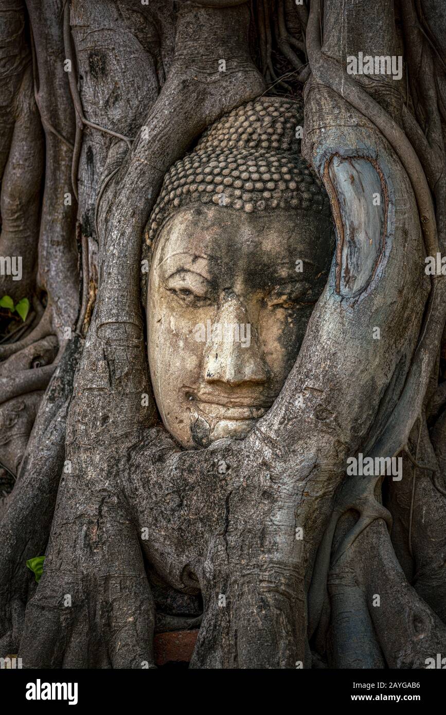 Buddha head trapped in bodhy tree roots in Wat Mahathat Temple, Ayutthaya.  Bangkok province, Thailand Stock Photo