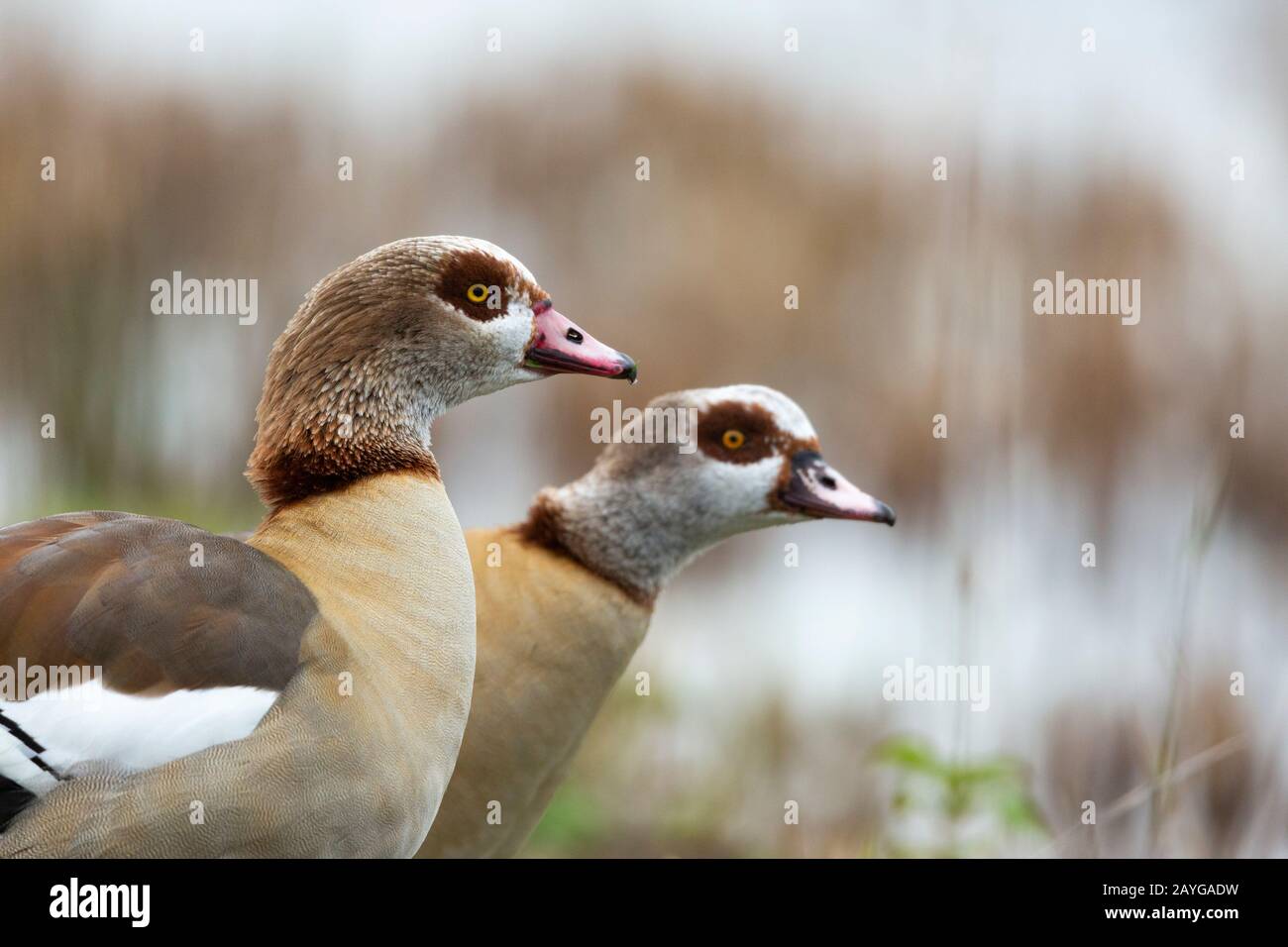 Egyptian Goose Barnes Hi res Stock Photography And Images Alamy