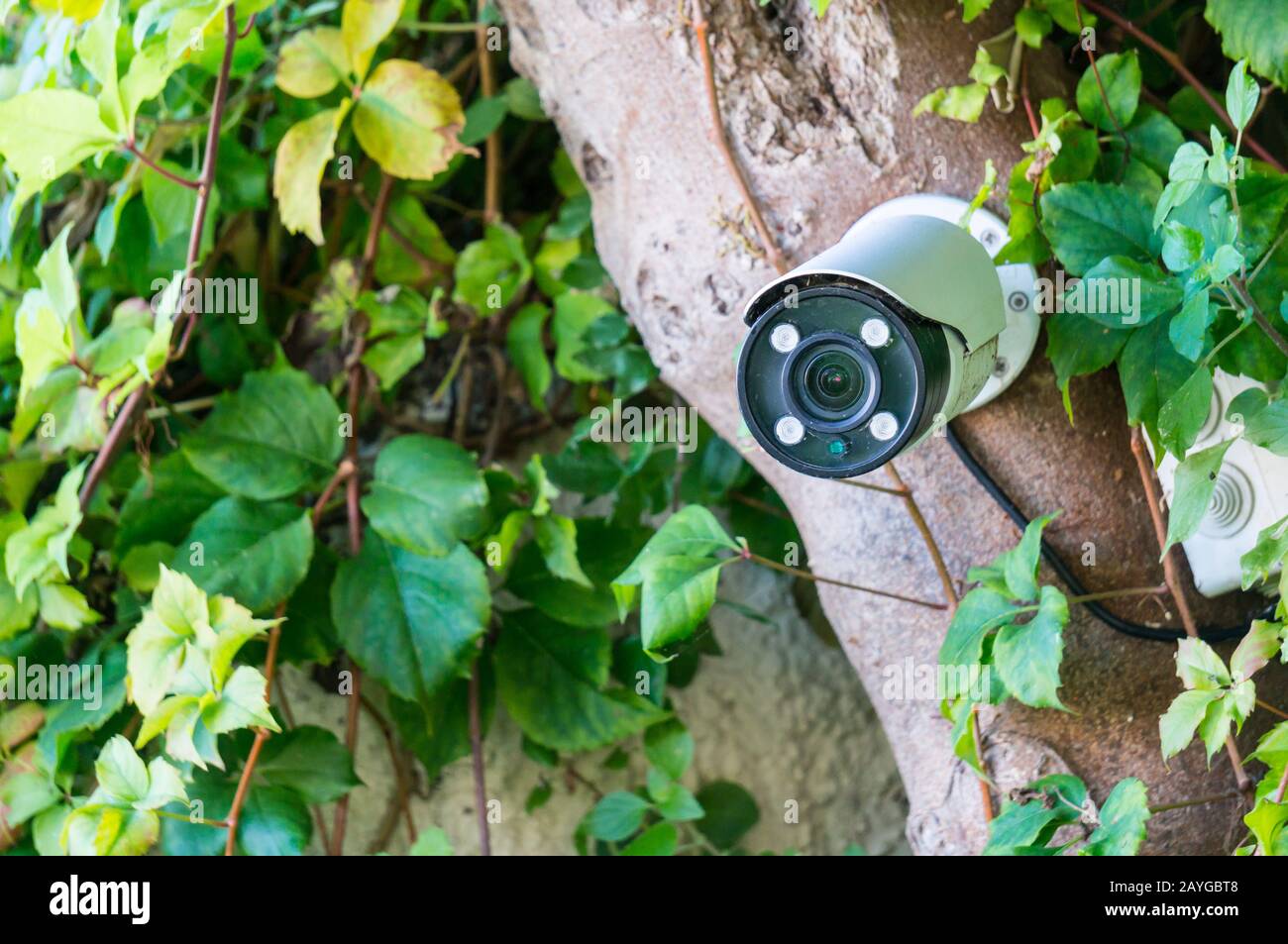 Covert video surveillance. Camera on a tree among greenery. Stock Photo