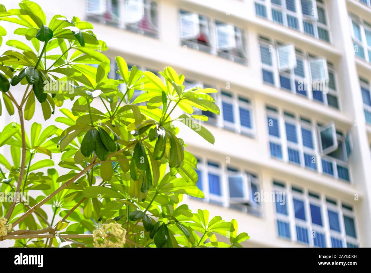 image blur background of green plant decor outside residential building  Stock Photo - Alamy
