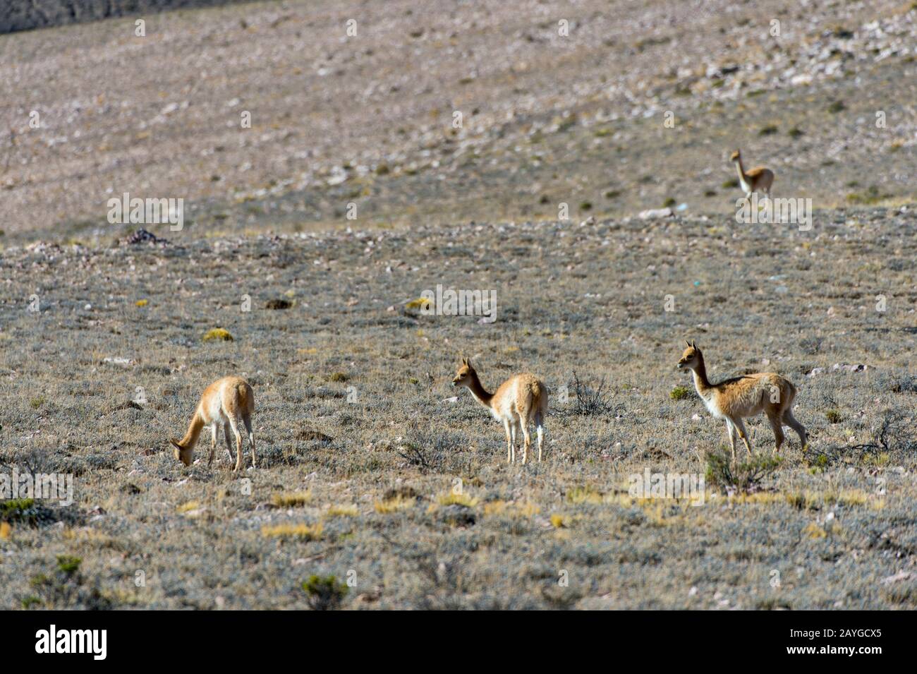 Vicunas near Salinas Grandes in the Andes Mountains, province of Jujuy, Argentina. Stock Photo