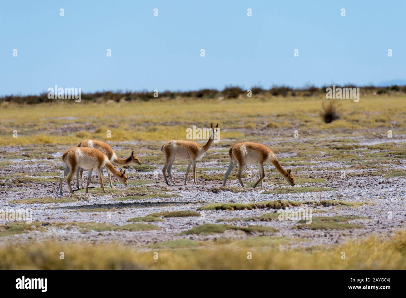 Vicunas near Salinas Grandes in the Andes Mountains, province of Jujuy, Argentina. Stock Photo