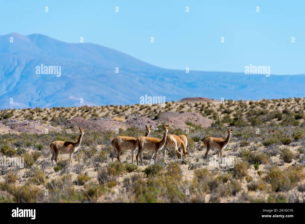 Vicunas near Salinas Grandes in the Andes Mountains, province of Jujuy, Argentina. Stock Photo