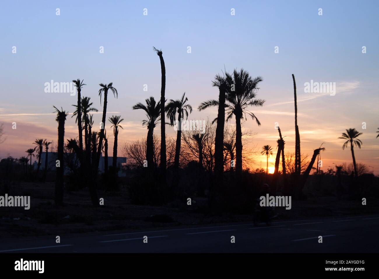 Sunset between the desert palm trees. Marrakech is a tale of Arabian nights! Stock Photo
