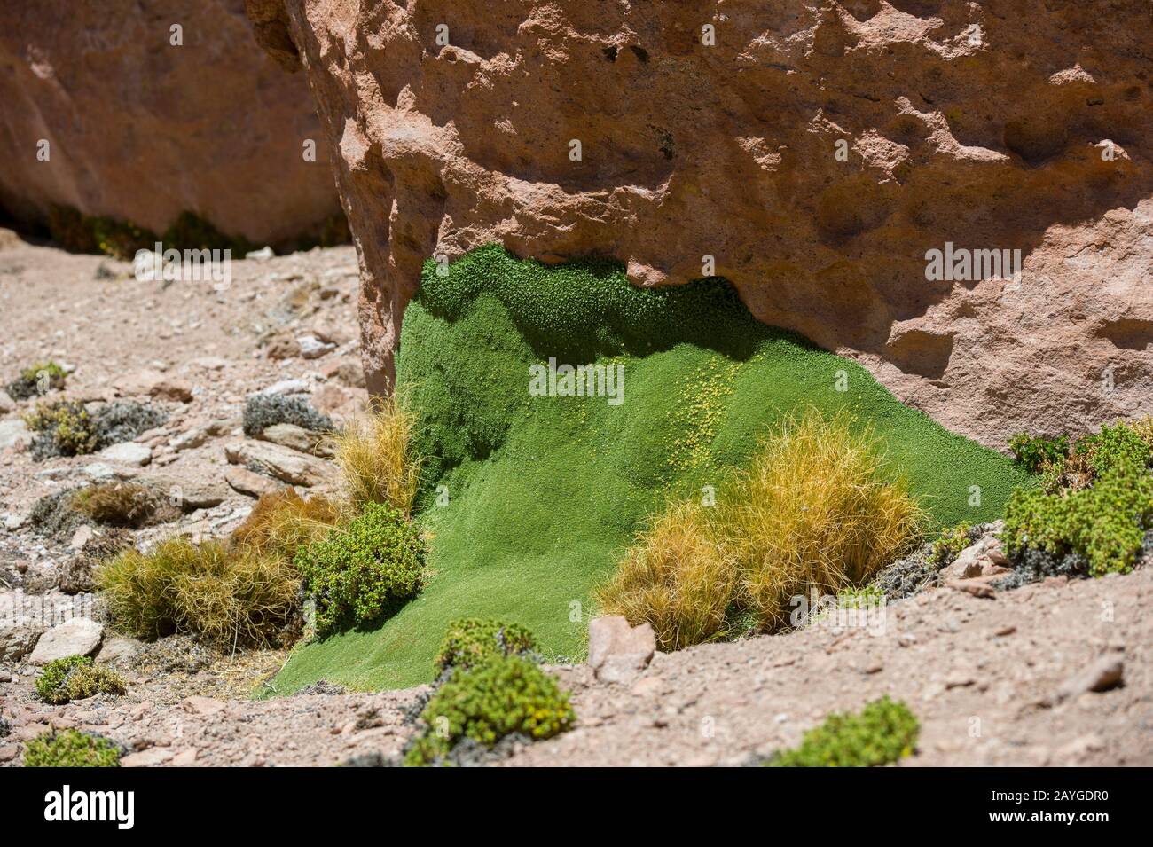Llareta or Yareta (Azorella compacta) at El Tatio Geysers geothermic basin near San Pedro de Atacama in the Atacama Desert, northern Chile. Stock Photo