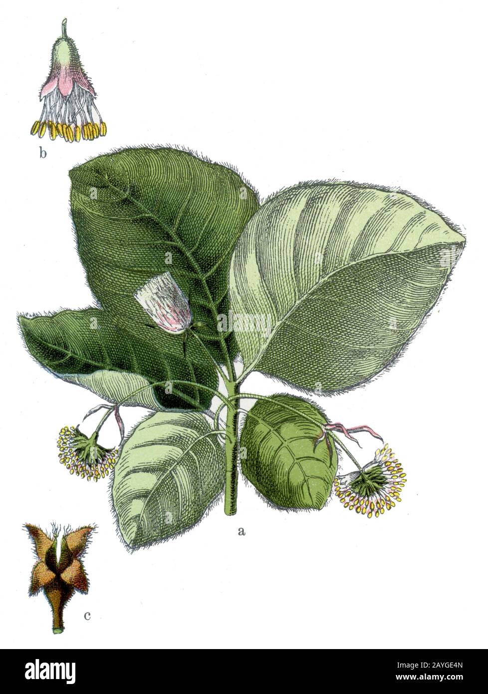 beech, Fagus sylvatica, Rotbuche, Buche, hêtre,  (botany book, 1909) Stock Photo