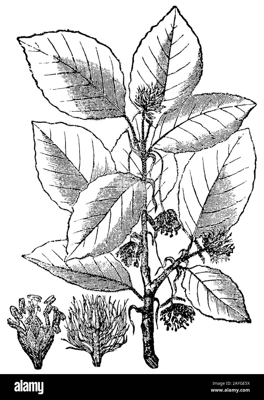 beech, Fagus sylvatica, Rotbuche. a) Staubblüten, b) Samenblüten, hêtre,  (encyclopedia, 1893) Stock Photo