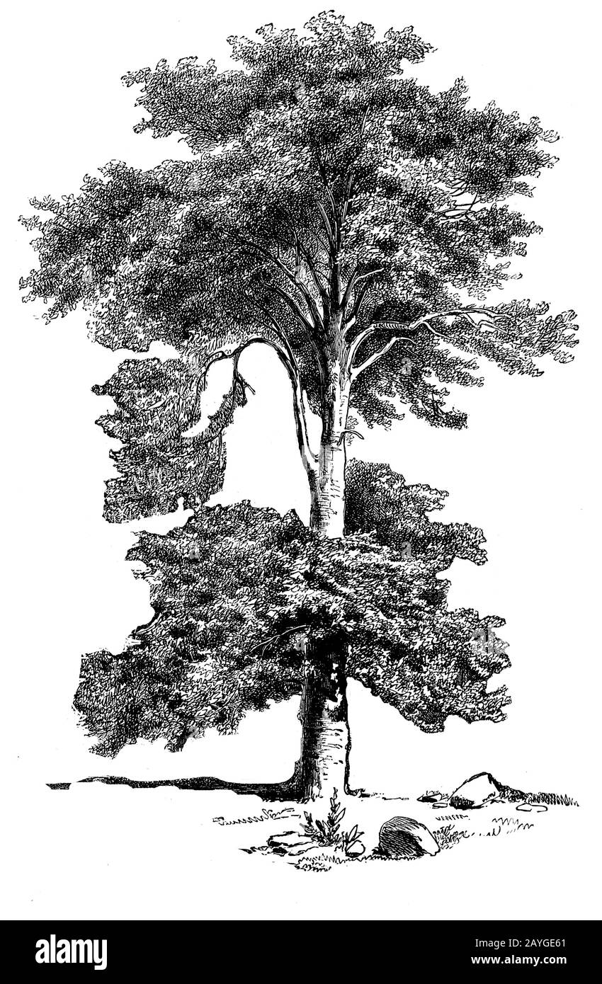 beech, Fagus sylvatica, Rotbuche, hêtre, L.E. Petrovitz (garden book, 1877) Stock Photo