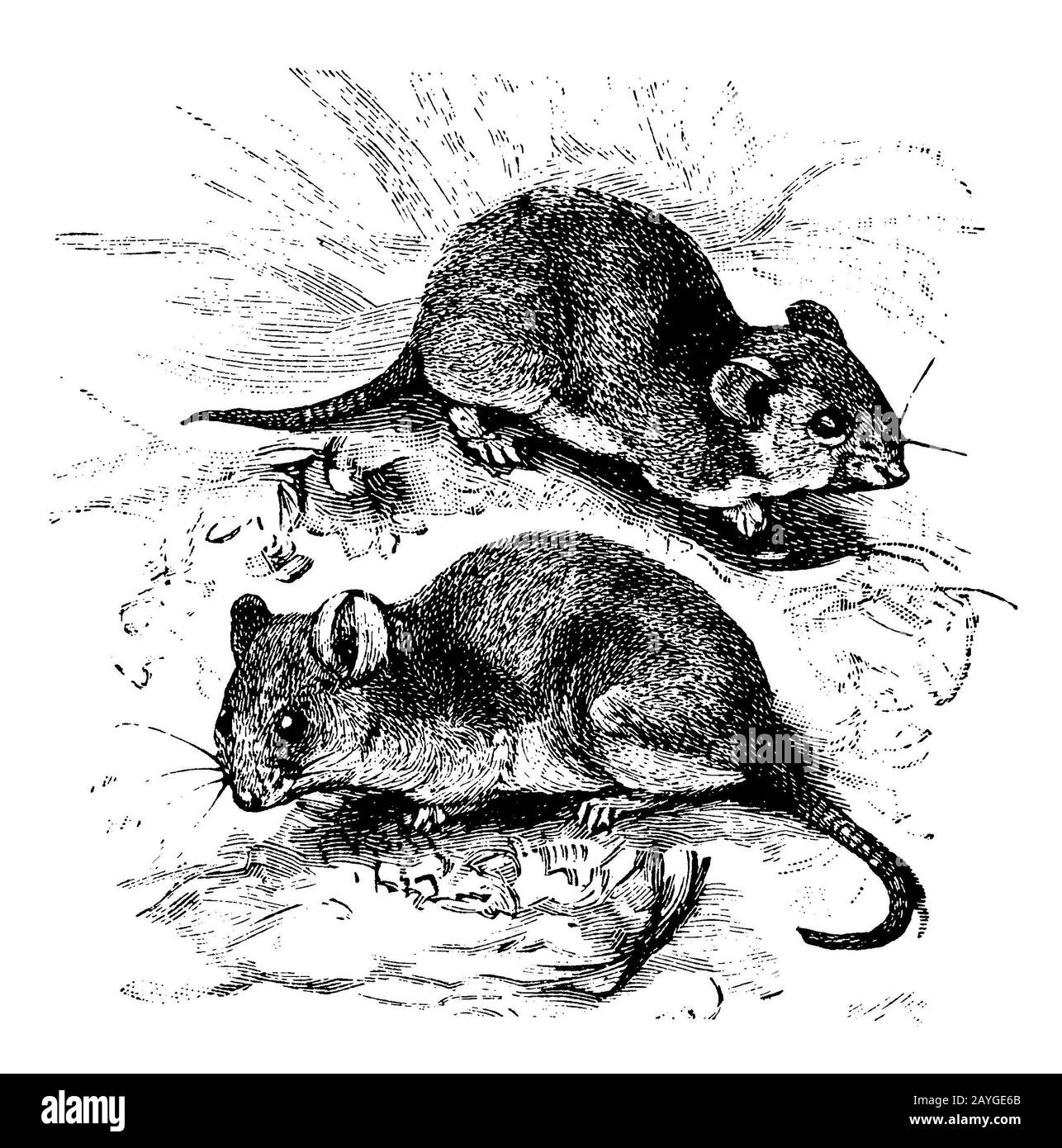 Wood Mouse Apodemus Sylvaticus Waldmaus Mulot Sylvestre Encyclopedia 11 Stock Photo Alamy Wood Mouse Apodemus Sylvaticus Waldmaus Mulot Sylvestre Encyclopedia 11 Stock Photo Alamy